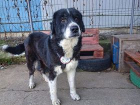 Traumhündin Gracia hofft auf ihre große Chance!