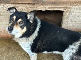 Roscoe - ein wahrer Rohdiamant sucht ein Zuhause