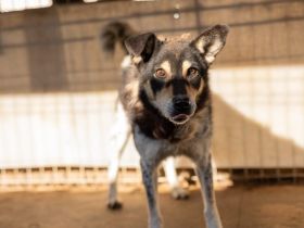 Roscoe - ein wahrer Rohdiamant sucht ein Zuhause