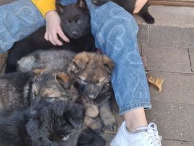 Schäferhundwelpen mit geradem Rücken...