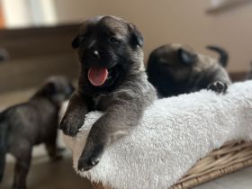 Mega süße Malinoi-Mix Welpen