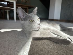 Erfahrener Russisch Blau Deckkater – helle Linie, amerikanische Art – mit exzellentem Stammbaum