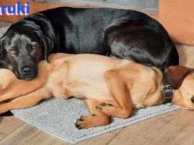 Haruki, 11/18 - sucht extrem DRINGEND eine erfahrene PS oder Zuhause