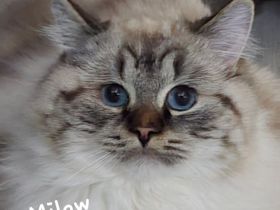 Milow* Deckkater *erwartet Damenbesuch