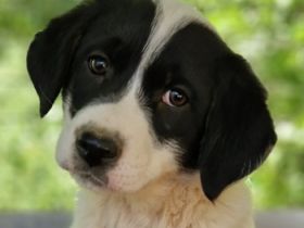 Halla, geb. ca. 01/2024, lebt in GRIECHENLAND, auf einer privaten Pflegestelle