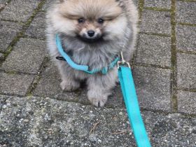 Pomeranian Zwergspitz 4Monate alt