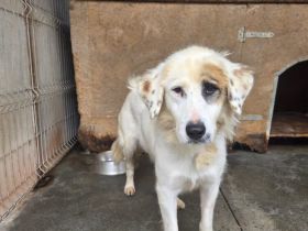 Wer schenkt Gina ein schönes Zuhause?