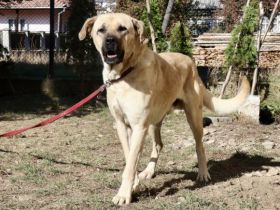 Hast du ein XL-Körbchen für Darwin?