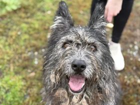 Strubbel-Hündin Rania