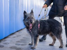 Strubbel-Hündin Rania