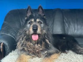 Strubbel-Hündin Rania