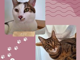Kater Piff und Spooky suchen ihr Zuhause oder eine Pflegstelle