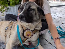 Bezaubert dich der hübsche Zac?