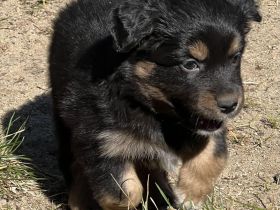 Miniature Australian Shepherd / Mini Aussie