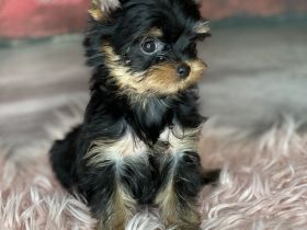 Xs Yorkshire Mädchen Hasi mit komplestes impfung