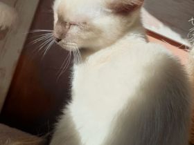 Wunderschönes siam Weibchen sucht kuschel platz