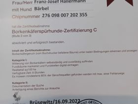 Deutsch Langhaar Welpen