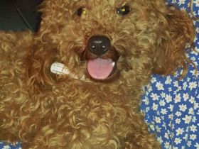 Toypudel Zwergpudel Deckrüde mit Papieren und ZTP