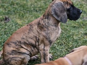 Deutsche Doggen Welpen in gelb und gelb/gestromt