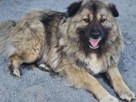 zaghafte Maddy sucht ein Zuhause. Adopt. don´t shop.