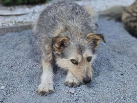 Pfiffiges Kerlchen, Nikos, sucht liebenden Begleiter auf Lebenszeit.