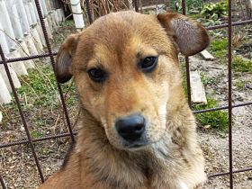 Benni - wird mal ein Grosser - ist auf Pflegestelle in 32479 Hille