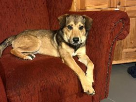 Benni - wird mal ein Grosser - ist auf Pflegestelle in 32479 Hille