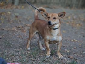 Charly - möchte Einzelprinz sein