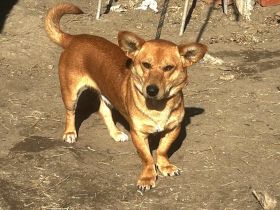 Charly - möchte Einzelprinz sein