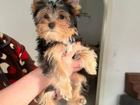 2 Reinrassige Mini Yorkshire Terrier Welpen in Kiel Sh