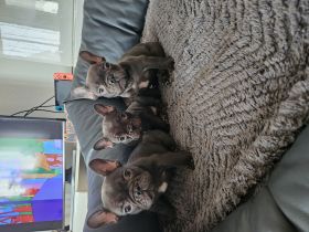 Französische Bulldoggen-Welpen