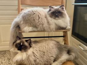 2 Kater Ragdoll