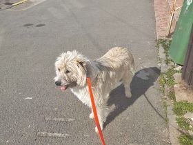 Tedy, lieb und freundlich