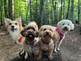 Suche Toypudel Zwergpudel Deckrüden