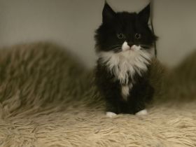 Britisch Langhaar/ Main Coon mix Kitten