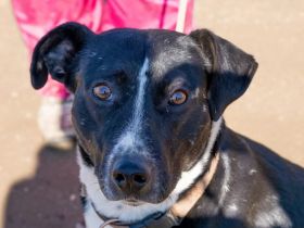 Frigyes wünscht  sich mit seiner Familie das Dreamteam zu werden