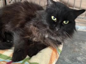 Welt, FIV und FelV positiv