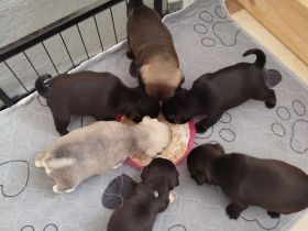 Zauberhafte Mops Welpen suchen ab April ein neues Heim