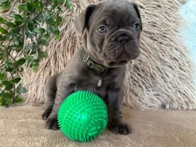 Französische Bulldogge Welpen