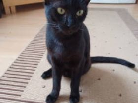 Vermittlungshilfe für Batman und Gaia