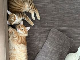 2 Kurilian Bobtail Jungkatzen als Geschwisterpaar (oder einzeln)