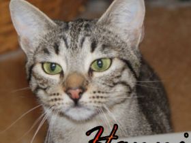 Vermittlungshilfe Gustav, Hans, Hanni und Nanni