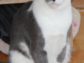 Vermittlungshilfe Senshi