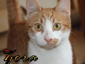 Vermittlungshilfe Zora