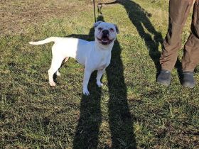 HILDE sucht ein für immer Zuhause!