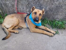 Unser freundlicher Jerry, mit dem traurigen Blick, sucht sein passendes Zuhause.