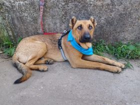 Unser freundlicher Jerry, mit dem traurigen Blick, sucht sein passendes Zuhause.