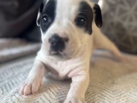 7 wunderbare welpen suchen ihr Zuhause