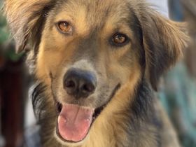 Loris, geb. ca. 11/2023, lebt in GRIECHENLAND, auf einer privaten Pflegestelle