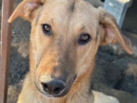 Ernesto, geb. ca. 01/2024, lebt in GRIECHENLAND, im städt. Tierheim Serres